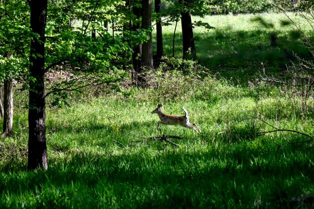 Deer test positive for disease at Harpers Ferry National Historical Park