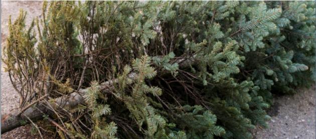 Washington County announces free Christmas tree recycling for residents