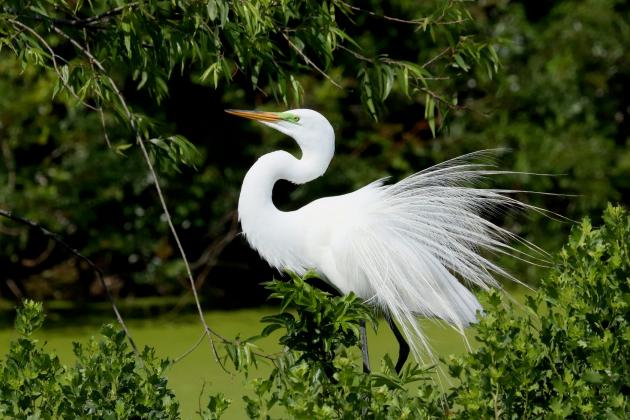 Nature center's spring speaker series to kick off in March