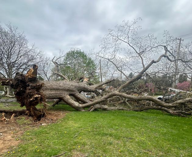Storm damages iconic Chinkapin Oak in Woodland Way Park