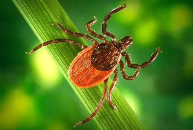 Tick season in Northeast brings record high ER visits for early May