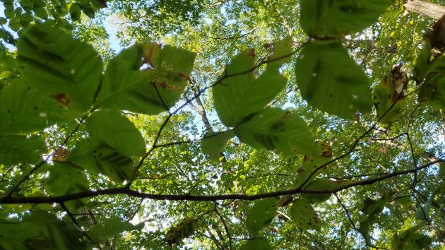 Beech leaf disease spreading in Tri-State area; could wipe out beech tree stands