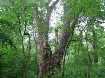 You could win $500 just for finding a giant tree in Maryland