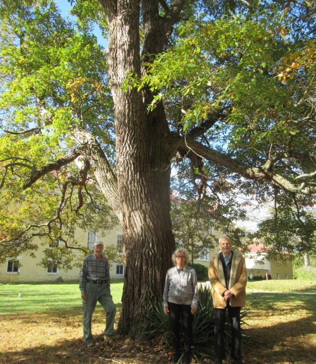 This West Virginia tree contest could earn you $500 and bragging rights