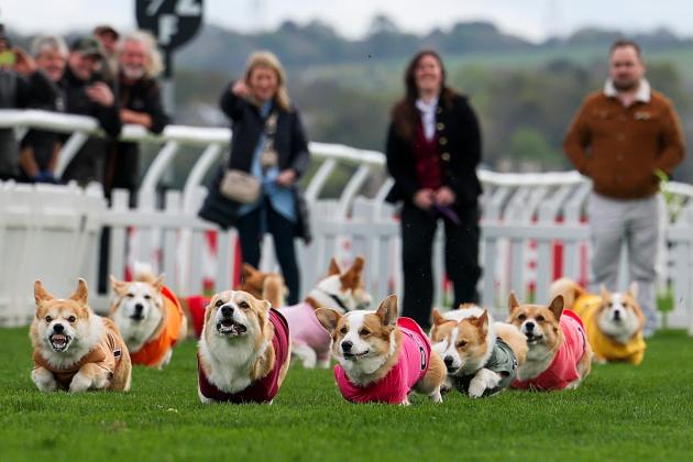 America's favorite dog breed? It's the mixed-breed or 'mutt.'