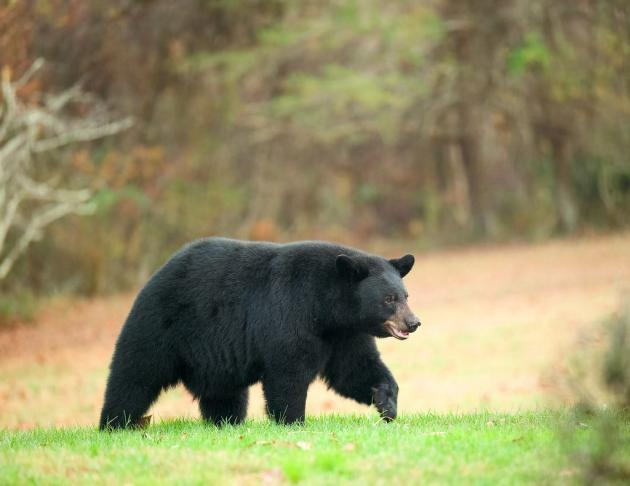 Maryland black bear hunters facing penalties for alleged violations