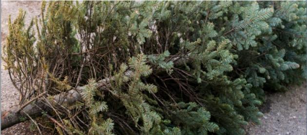 Drop off your Christmas tree for free at these Washington County sites