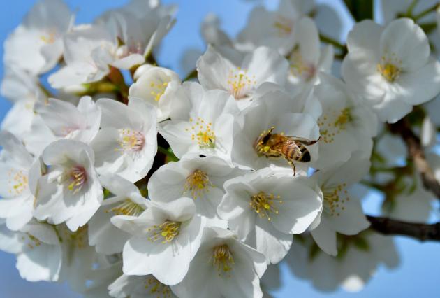 Cherry blossoms in bloom sure sign of spring in Hagerstown's South End