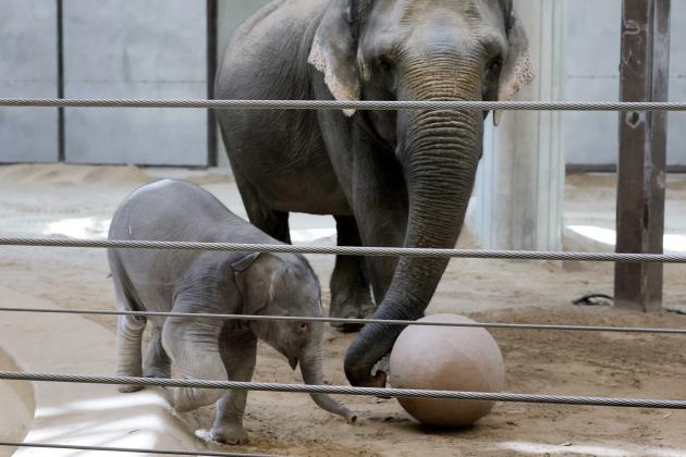 Watch National Zoo's new baby elephant make her big debut in video