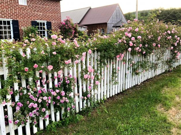 Plumb Grove in Bloom showcases historic roses in Clear Spring