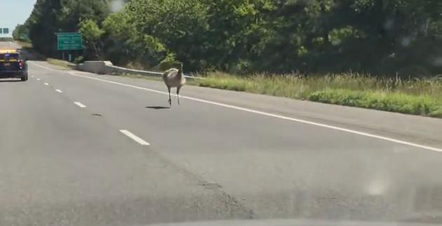 Emu gets loose on Salisbury Bypass, MD State Police come to its rescue