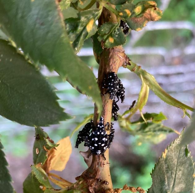 Box tree moth, spotted lanternfly major menaces in Washington County