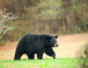 Maryland opens black bear hunt lottery with 1,050 permits available