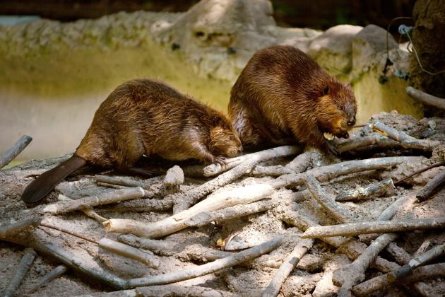 There have been three beaver attacks in Maryland in less than a month