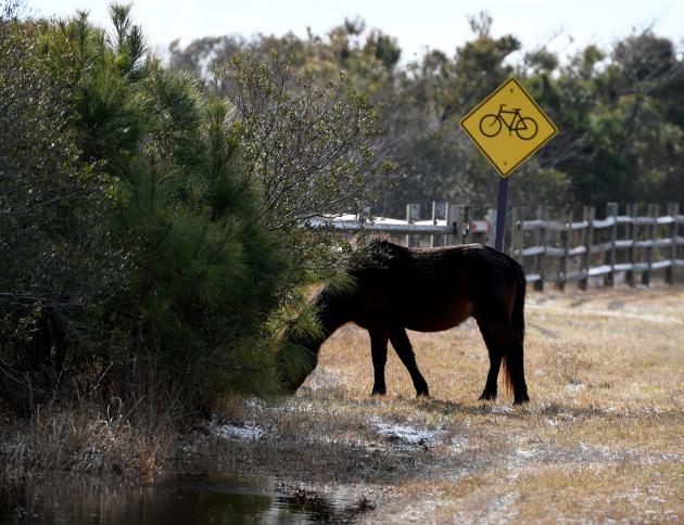 Speed limit petition launched after 2 Assateague horses die in crashes