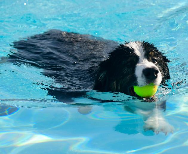 Pooches take the plunge at Potterfield Pool