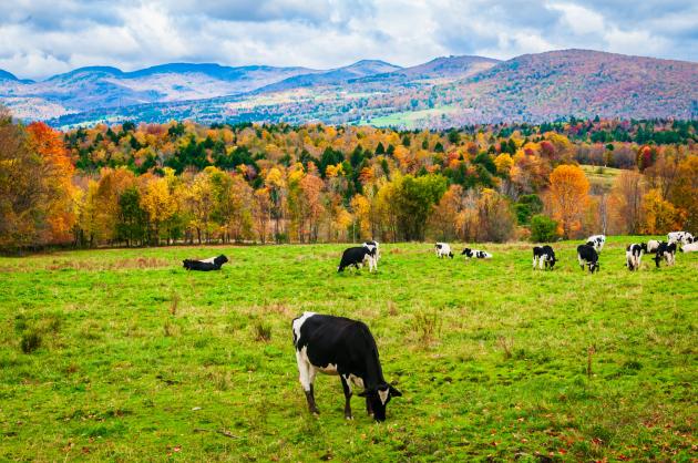 Washington County preserves 167-acre dairy farm in Clear Spring