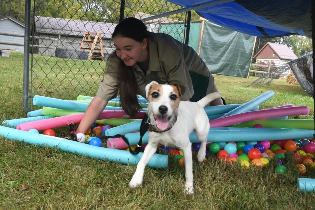 Washington County Ag Center hosts Jack&nbsp;Russell&nbsp;Terrier national trials